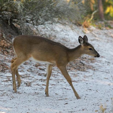 סנטה רוזה ביץ' Beachcrest 305 מראה חיצוני תמונה