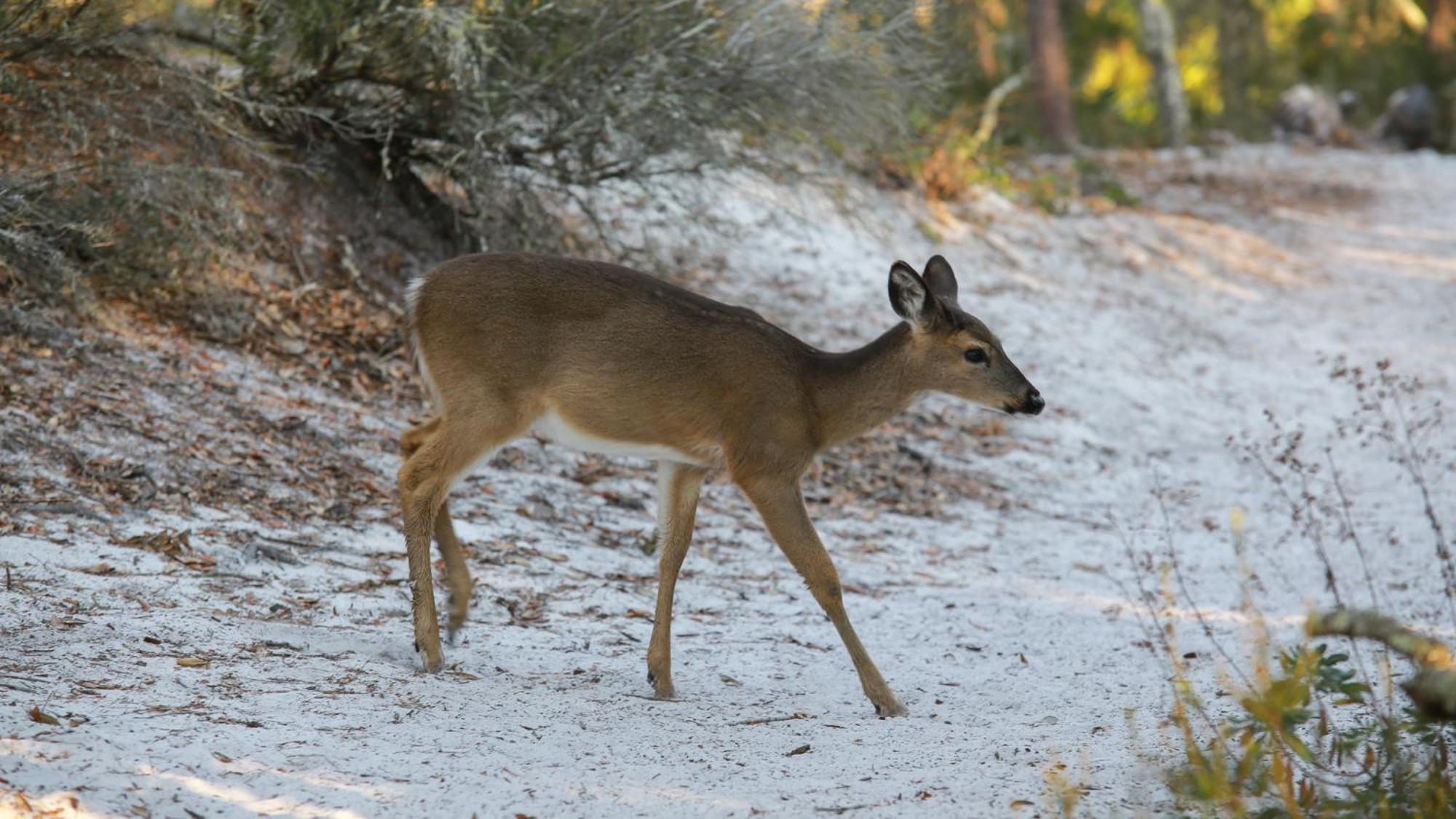 סנטה רוזה ביץ' Beachcrest 305 מראה חיצוני תמונה